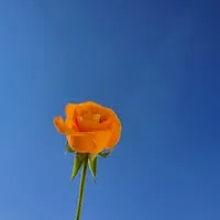 혜림 최.